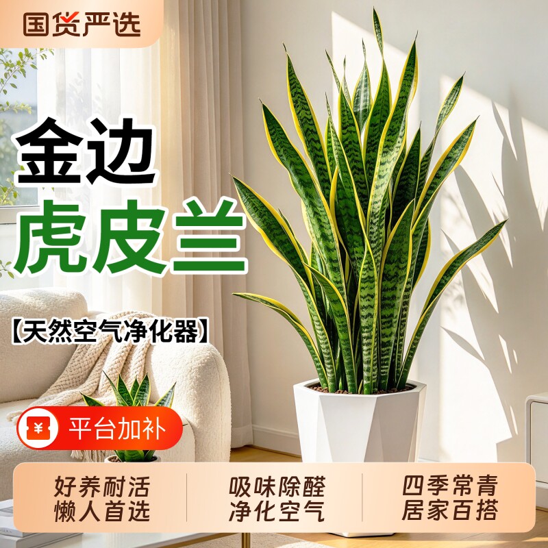 金边虎皮兰盆栽室内客厅净化空气大型懒人绿植办公桌面常青好养活