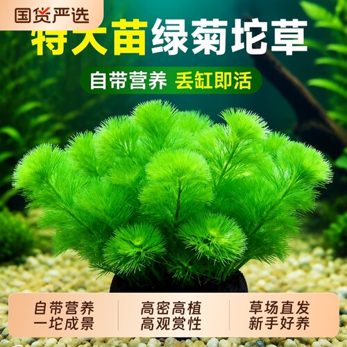 绿菊坨草水草植物|超3000次加购