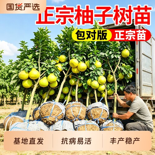 广西沙田柚子树苗嫁接特大果