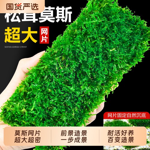 松茸莫斯水草鱼缸造景专用