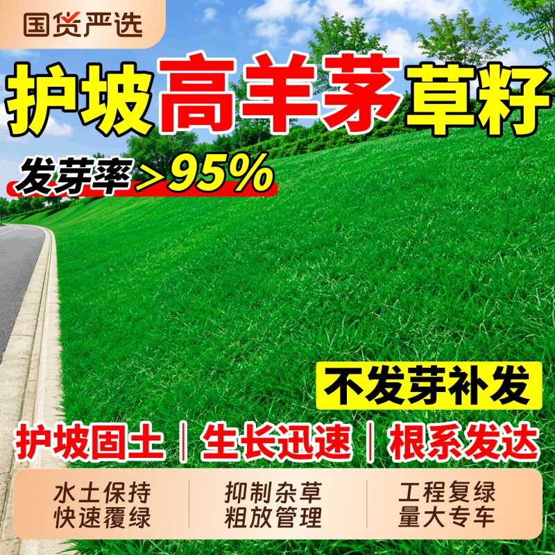 高羊茅草籽四季常青护坡固土民宿露营庭院厂区绿化草坪种子耐寒