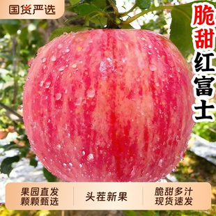 【甄选】红富士苹果5斤，70mm-75mm(不含)