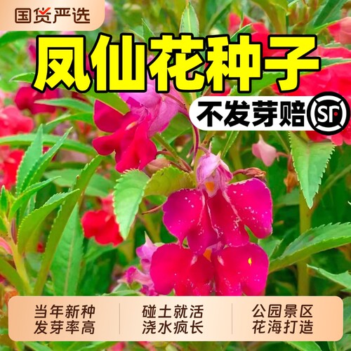 凤仙花种子四季播种别墅庭院景区花海造景野花组合花种籽重瓣孔雀