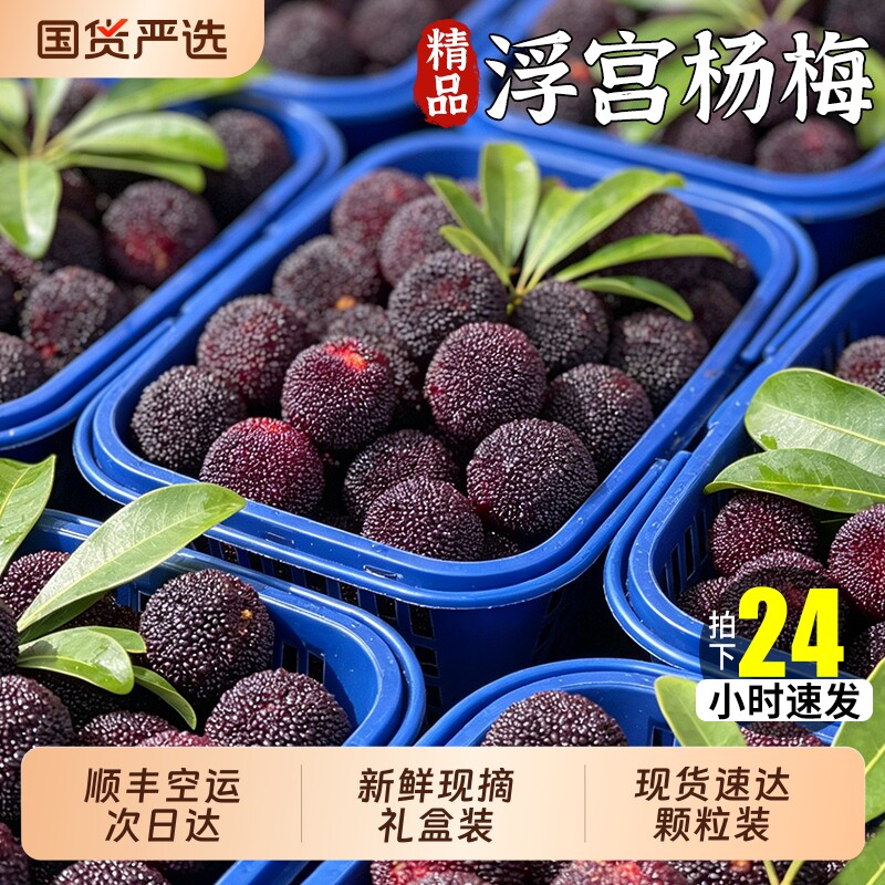现货顺丰空运 正宗浮宫杨梅鲜果新鲜现摘现发当季水果5斤礼盒装