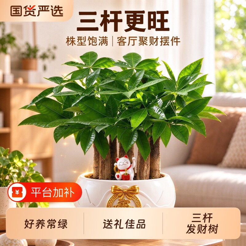 三杆发财树盆栽办公室桌面绿植室内招财旺宅四季常青好养开业盆景