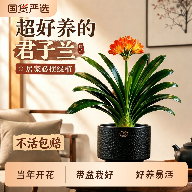 精品君子兰盆栽带花苞客厅玄关高档花卉办公桌面净化空气好养绿植图片