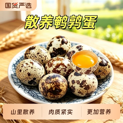 新鲜鹌鹑蛋产地现发老幼皆宜更加营养珍珠棉包装发货