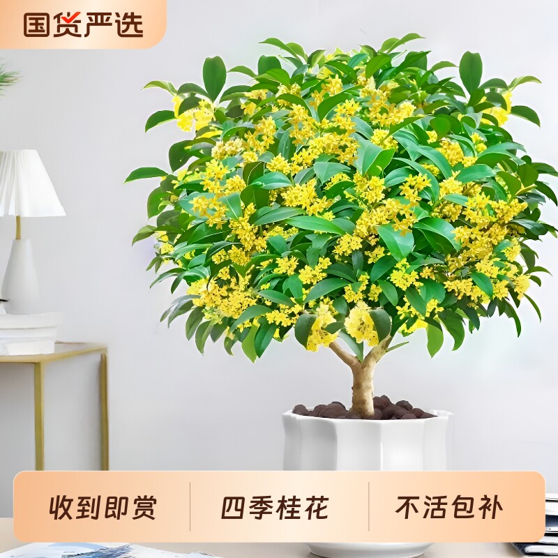 桂花树苗四季桂盆栽客厅绿植室内浓阳台庭院地栽花卉植物金桂大盆图片
