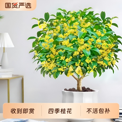 四季桂盆栽开花不断|千人加购