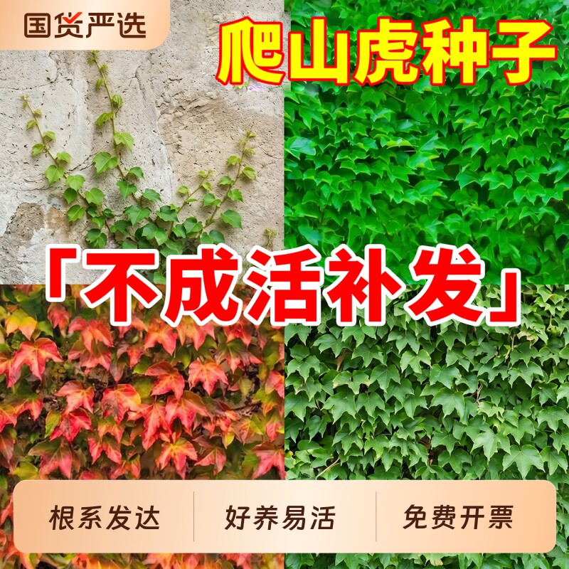 爬山虎种子护坡固土矿山复绿草籽高架绿化耐盐耐碱多年生爬藤种籽