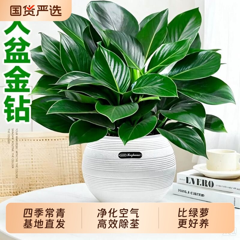 金钻绿公主盆栽带花苞绿箩萝水培植物室内花卉绿植四季好养活大盆图片