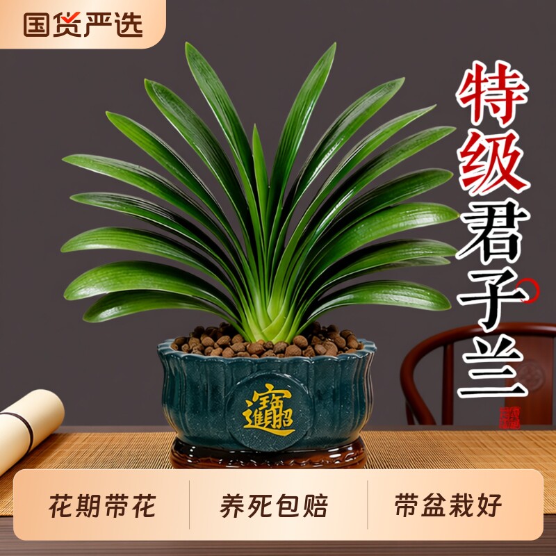 君子兰盆栽带花苞绿植花卉国宝级特大号室内植物四季好养盆景桌面