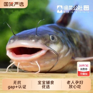 渔菜公社无抗养殖清江鱼活鱼现杀冷链新鲜烤鱼火锅鲜活水产整条