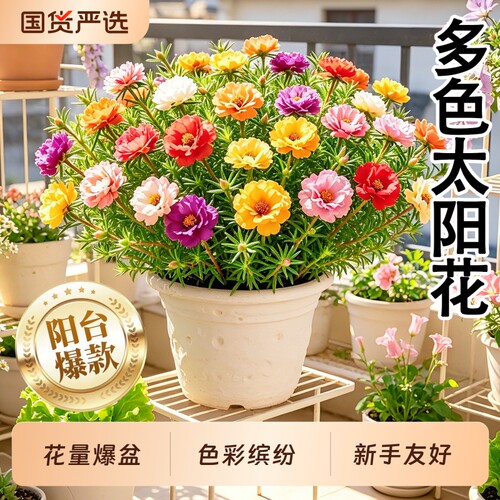 重瓣太阳花盆栽阳台庭院室内外好养花卉盆栽地栽四季开花懒人绿植