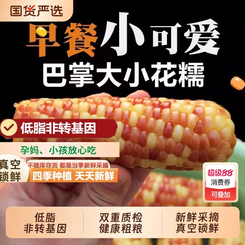 云南西双版纳糯玉米低脂早餐加热即食新鲜香糯玉米棒粗粮小玉米