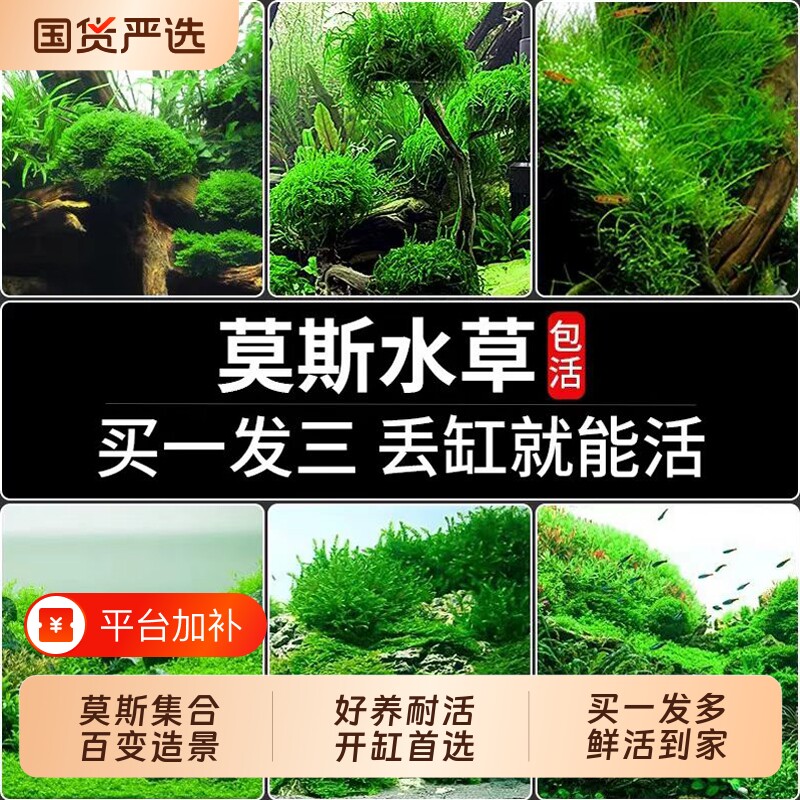 鱼缸垂泪莫斯水草植物慕斯片散装球沉木装饰前景造景生态无菌大叶
