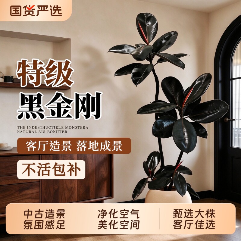 黑金刚橡皮树中古风客厅绿植高级感大盆栽植物内落地高端软装氛围