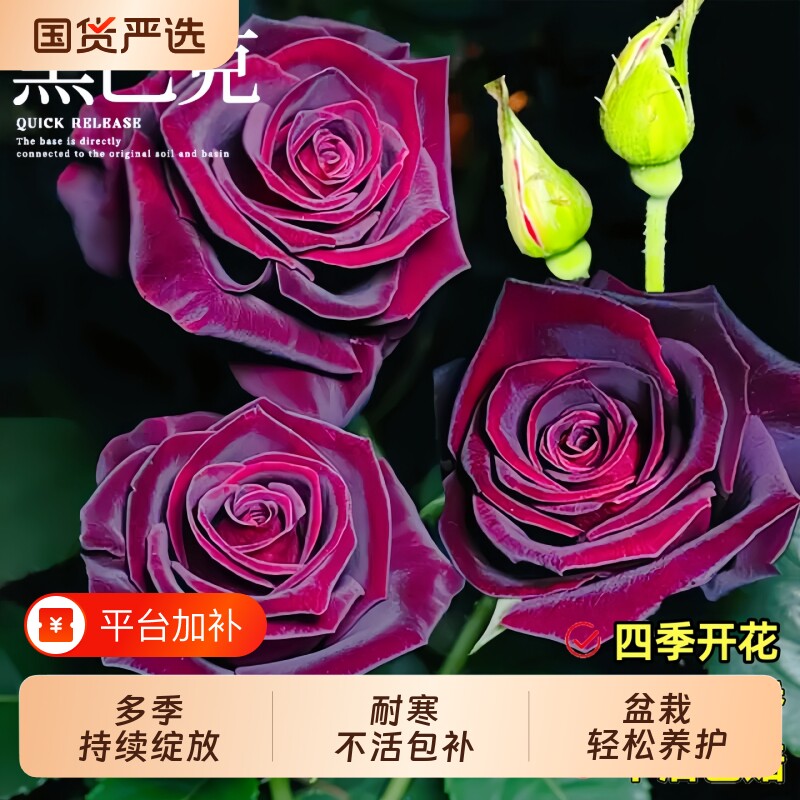 黑巴克玫瑰花苗带花苞大花流紫黑色树苗月季大苗盆栽花卉植物鲜花