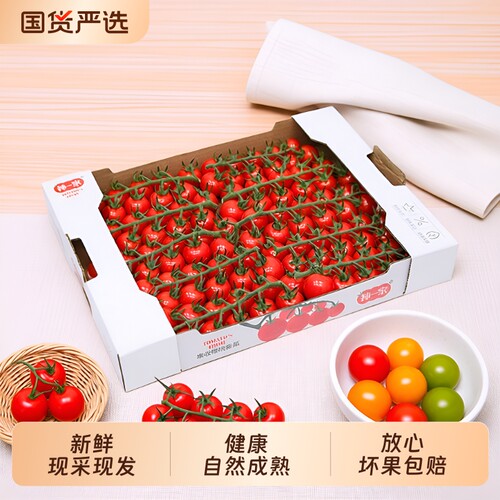 柿一家串收樱桃番茄新鲜水果千禧圣女果小西红柿小番茄一颗爆汁