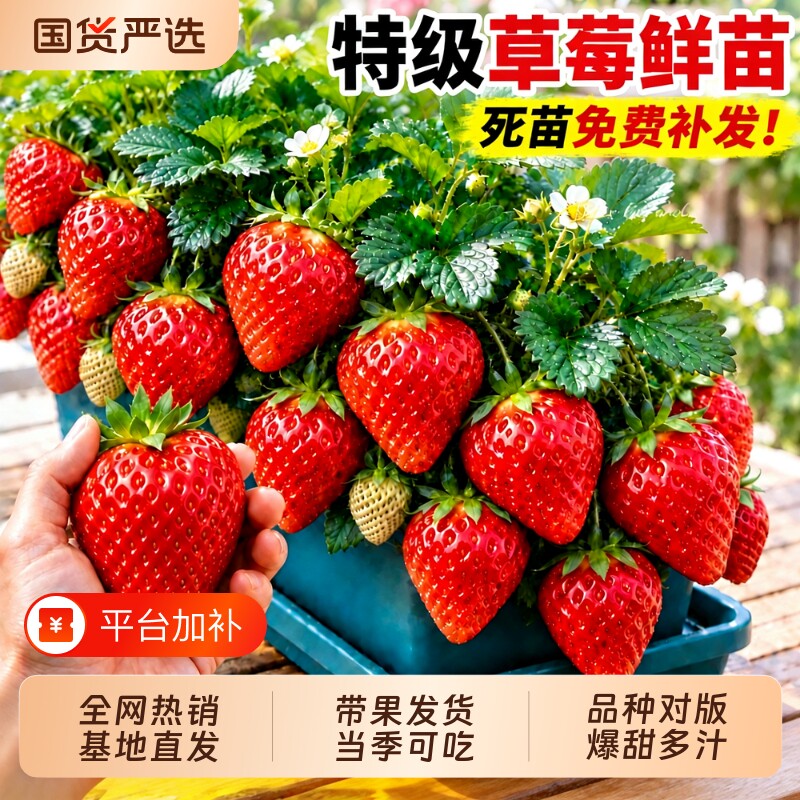 草莓苗秧四季结果盆栽高产草莓苗优质脱毒奶油红颜特大号阳台种植