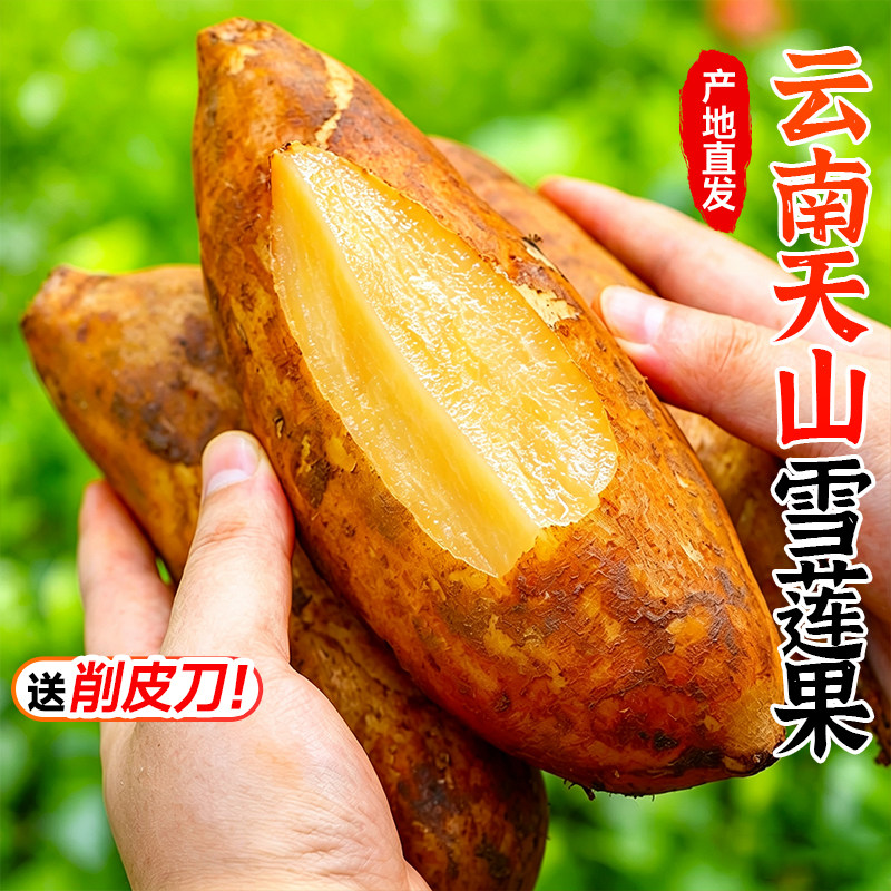 云南天山雪莲果新鲜水果当季黄心红心雪连果孕妇水果整箱包邮现摘