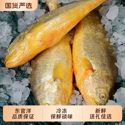 新鲜冷冻黄鱼整条包邮批发肥厚