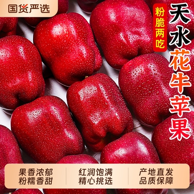 天水花牛苹果热卖中！