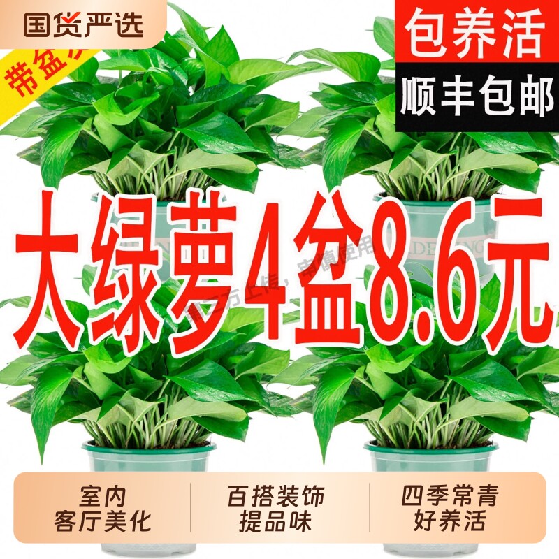 新房家用绿萝盆栽室内植物客厅净化空气甲醛绿箩花卉水培绿植花盆