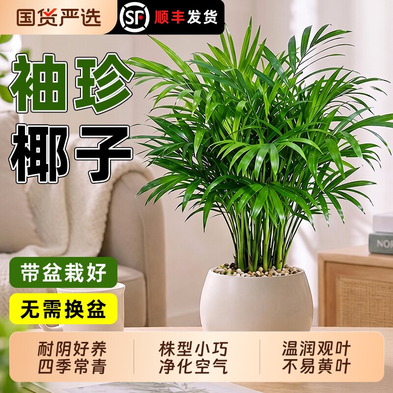 袖珍椰子小盆栽净化清新室内招财富雅致贵旺宅绿植易养活客厅送礼
