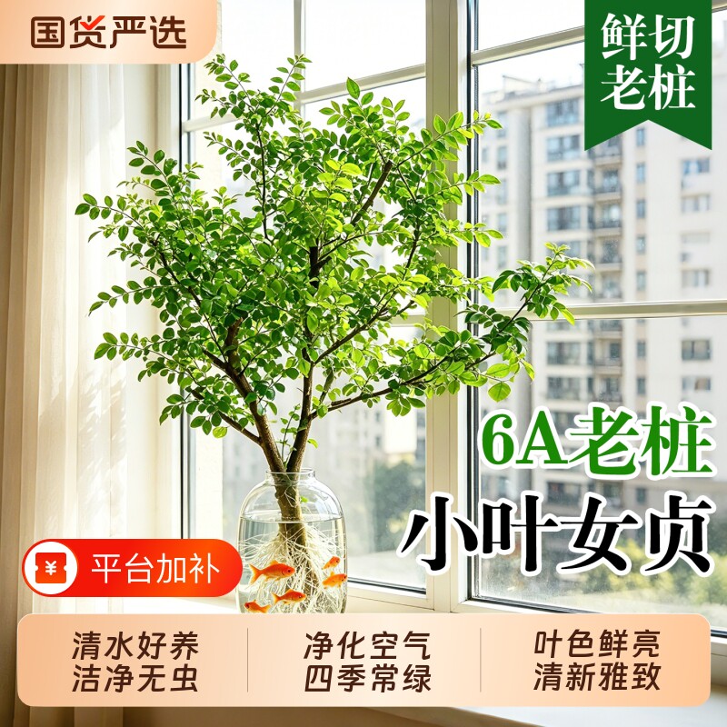 小叶女贞水培植物老桩造型树室内绿植净化空气四季长青懒人好养活