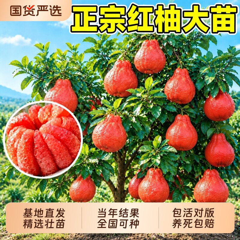 【当年结果】正宗柚子树苗大苗！图片