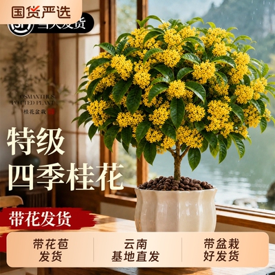 四季桂花盆栽金桂浓香型绿植室内花卉桂花树苗老桩阳台植物好养活