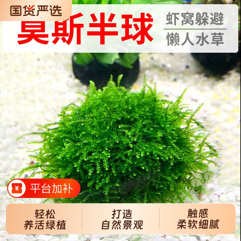 鱼缸莫斯水草绿藻球半球慕斯植物活体前景造景小鱼缸专用鱼虾水质