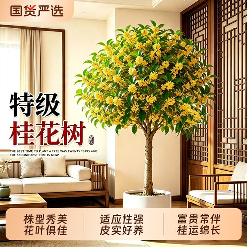 浓香四季桂老桩盆景庭院阳台客厅
