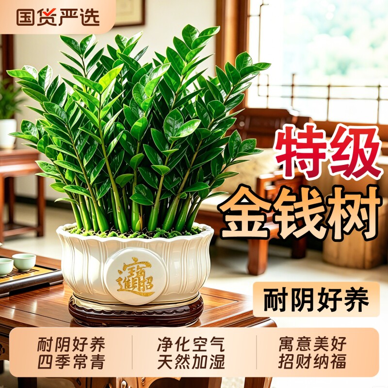 金钱树盆栽室内招财绿植办公室客厅摇钱树摆件桌面好养四季常青
