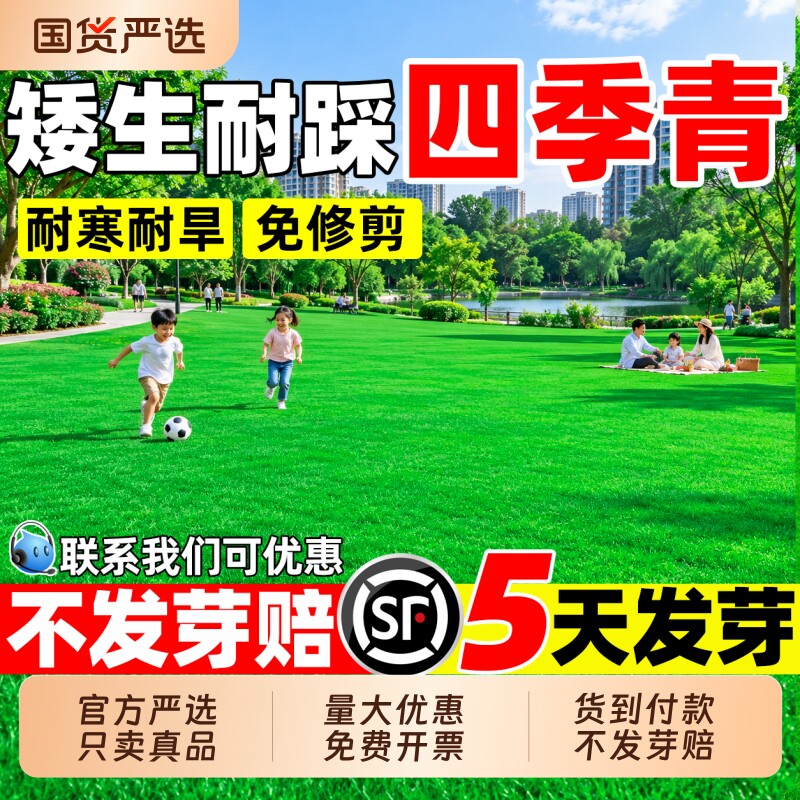 矮生四季青草籽混播耐寒耐旱耐踩踏四季常青小区工程绿化草坪种子