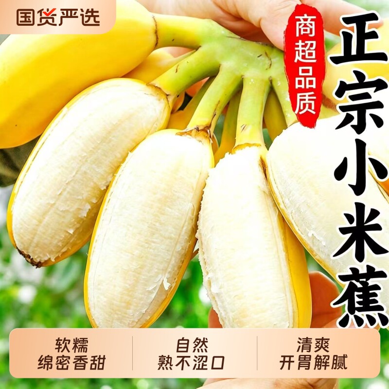 广西小米蕉当季新鲜水果自然熟