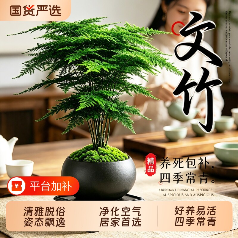 文竹盆栽室内客厅办公室桌面特级中式禅意盆景绿植四季常青好养活