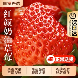 福瑞达草莓新鲜水果应季红颜99九九牛奶奶油大甜草莓包邮顺丰红色