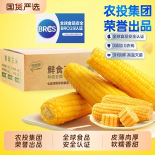 农投！糯九新鲜黄糯玉米220-260g*8棒