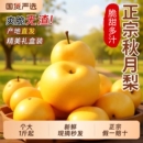 包邮 整箱 现摘产地 雪梨当季 秋月梨正宗山东莱阳梨子新鲜水果10正品