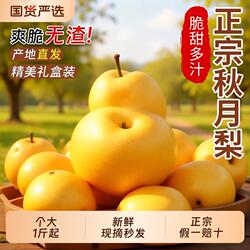 正宗秋月梨山东莱阳梨子新鲜水果10正品雪梨当季整箱包邮现摘产地