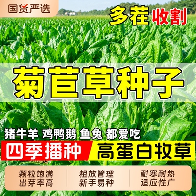 菊苣草种子多年生四季牧草种籽喂猪菜种子牛羊鱼鸡鸭鹅牧草草籽子