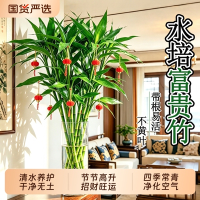 富贵竹水培植物客厅招财绿植