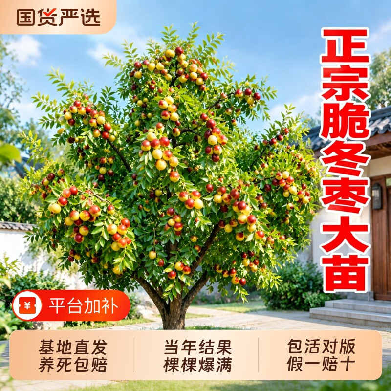 枣树活苗大枣超甜带土球沾化冬枣矮化嫁接苗特大号冰糖种植庭院