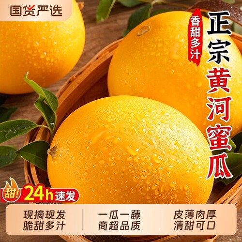 正宗黄河蜜瓜甜瓜新鲜水果现摘
