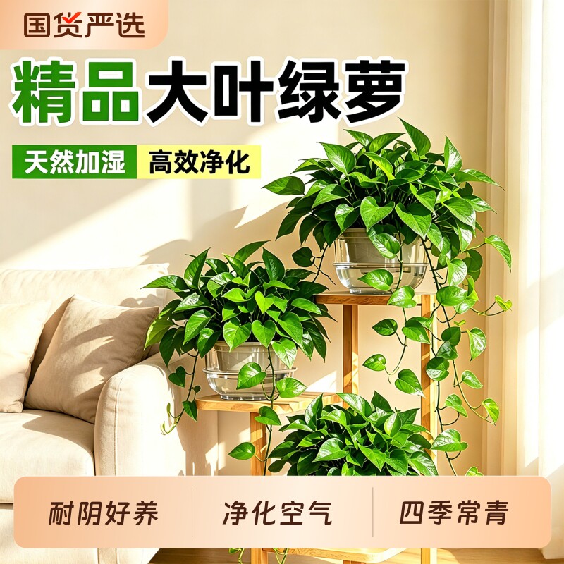 绿萝盆栽客厅绿箩水培绿植净化空气四季常青好养垂吊植物花盆室内