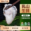 贝司令乳山鲜活生蚝净重5斤高端品质蚝王海蛎子牡蛎海鲜批发商用