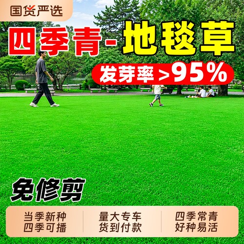 地毯草草籽矮生四季青免修剪耐践踏别墅庭院绿化耐寒耐旱草坪种子