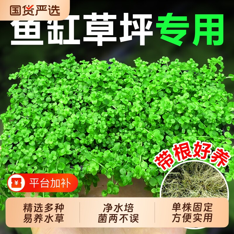 爬地矮珍珠水草日本高珍珠草植物生态鱼缸造景草坪专用净水草水培